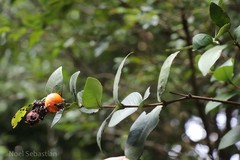 Eugenia singampattiana